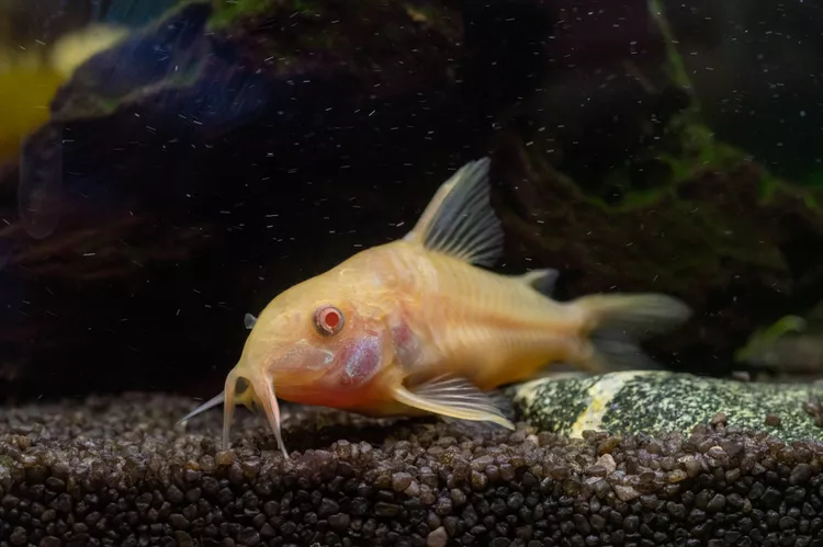 Albino Corydoras fish